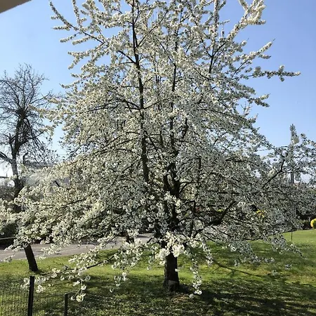 Le Clos Des Pommiers Fuji *